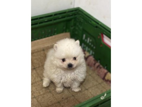 Pomeranian boo yavrularımız teslime hazır