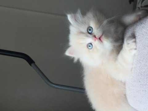 Acil sahiplendirilecek british longhair yavru