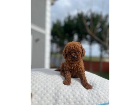 Aa kalite kore toy poodle
