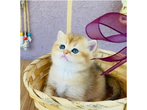 Safkan british shorthair yavrular