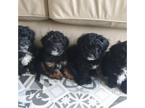 Yeni doğmuş maltipoo