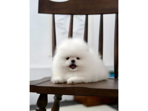 Pomeranian boo mini ayıcıklardan biri sizin olsun