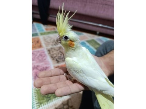 Lutino kırmızı göz sultan papağanı yavru