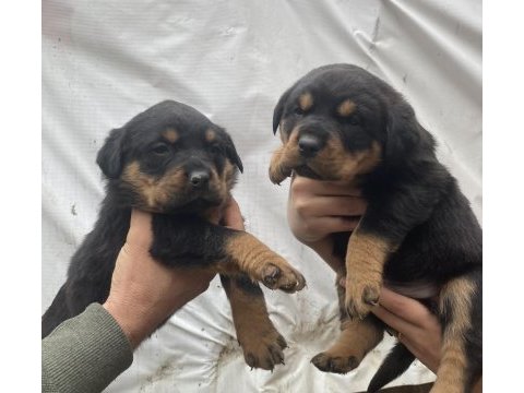 Orjinal yavru rottweiler
