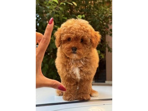 Red maltipoo dişi teddy surat