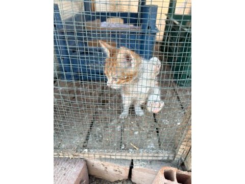1.5 aylık sarman dişi bebek sıcak kalıcı yuva aranıyor
