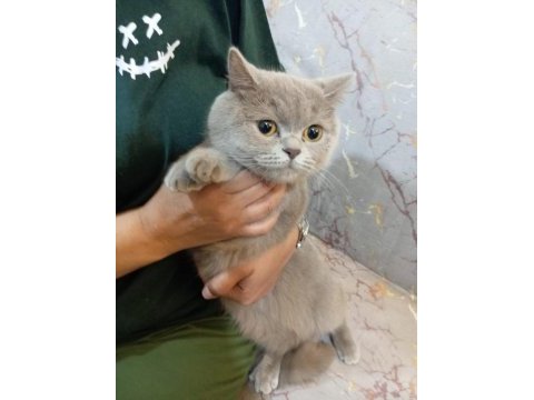 Dişi british shorthair