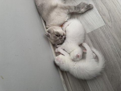Scottish fold kedilerimiz