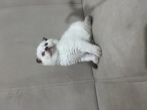 Çikolata point dişi scottish fold
