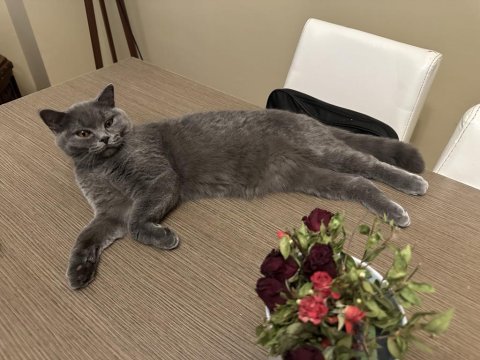 British shorthair çok uysal gri kedimiz