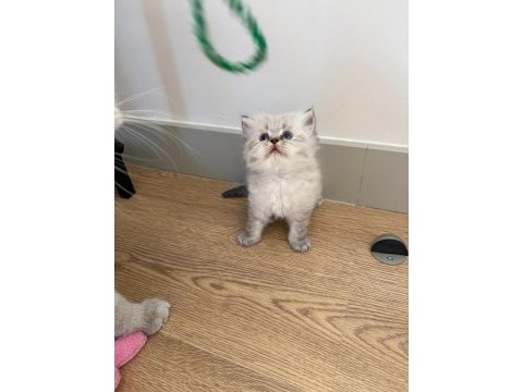 British longhair paşam rezerveye açılmıştır