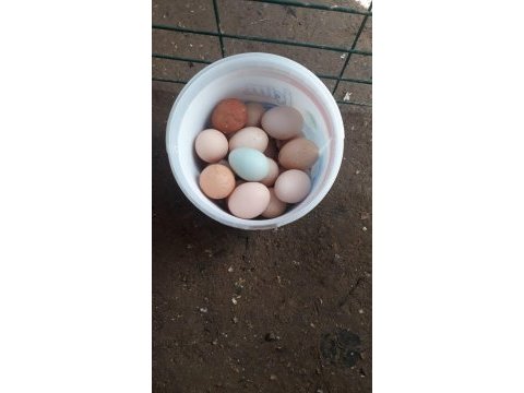 Bodur mavici tavuk yumurta