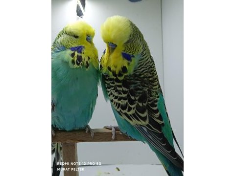 Show jumbo muhabbet kuşlar
