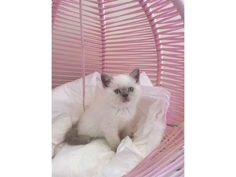 British shorthair blue poınt