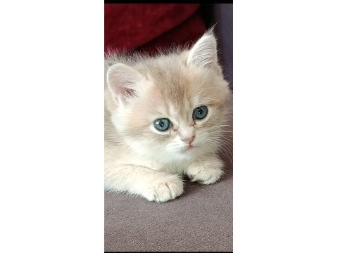Ucretli british yavru kedi