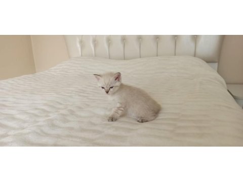 Dişi british shorthair kedisi