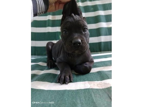 Safkan cane corso yavruları ırk garantili