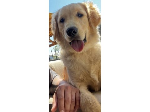 7 aylık golden retriever