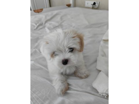 2 aylık 850 gram erkek beyaz maltipoo yavrumuz bear face