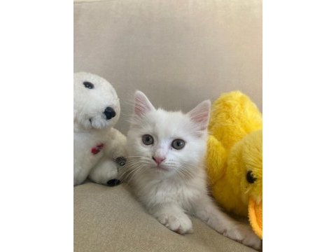 Scottish fold ve british shorthair yavruları