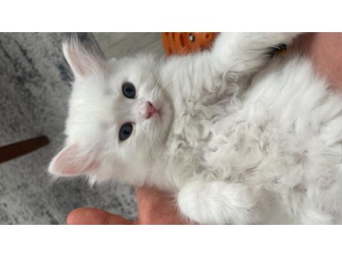 British longhair