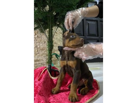 Safkan ırk ve sağlık garantili doberman yavruları
