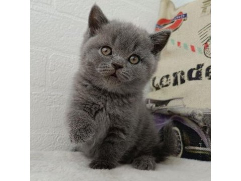 Safkan british shorthair gri yavrular