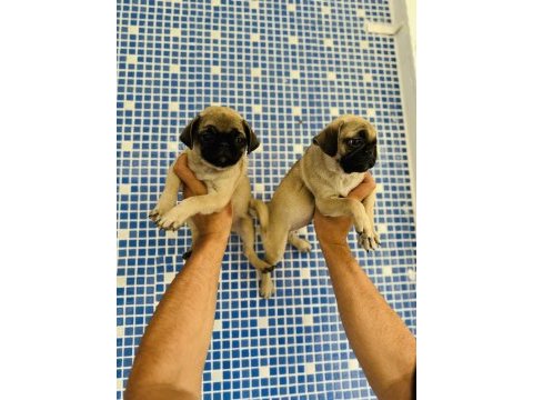 Pug mops yavruları sizleri bekliyor