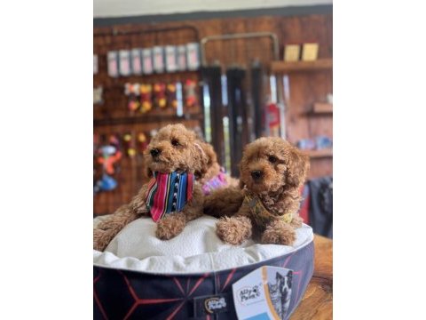 Dev kampanya minik bedenler toy poodle
