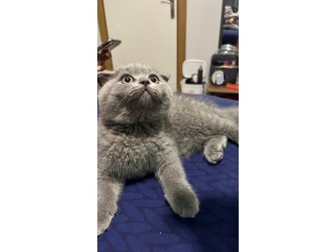 Yanında eşyalarıyla tatlı bebek gri scottish fold