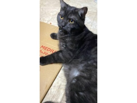 Güzel kedimiz tuvaletine gidiyor durumu sağlığı iyi