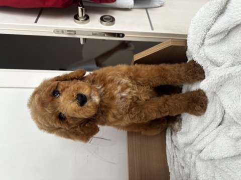 Dev poodle yavruları (standart poodle)