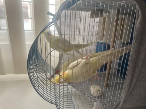 Ev üretimi lutino sultan papağanları