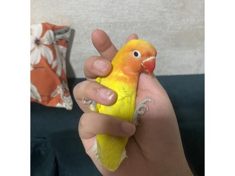 Lutino cennet papağanı yavru