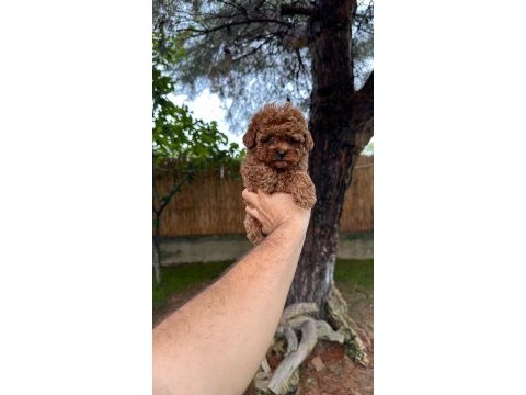 Sağlık ve ırk garantili toy poodle yavrularımız