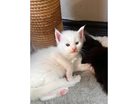 Xxl black and white maine coon yavruları şecereli