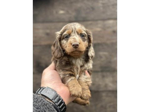 Dachshund bebekler tüm güzelliğiyle