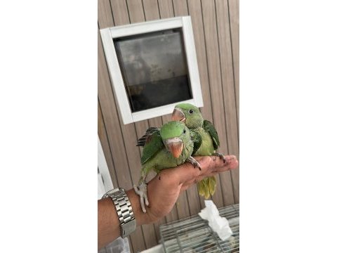 Alexander iskender papağanı bebek