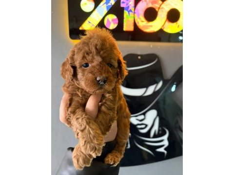 A plus sevimli toy poodle yavrularımız