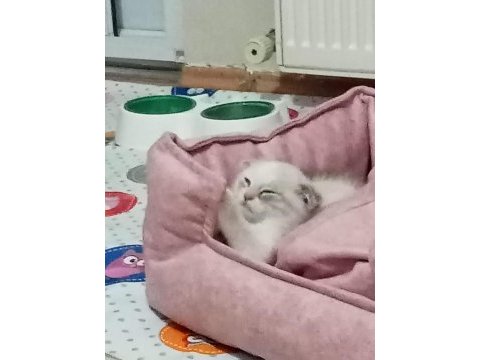 Acil satılık il dişi hönderim yapılır