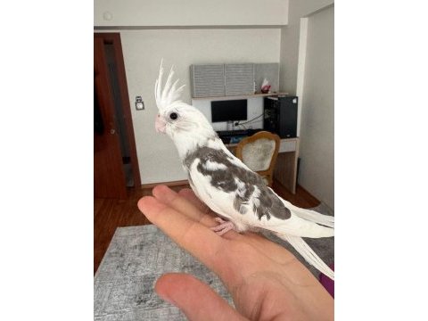 2 aylık fw sultan papağanı