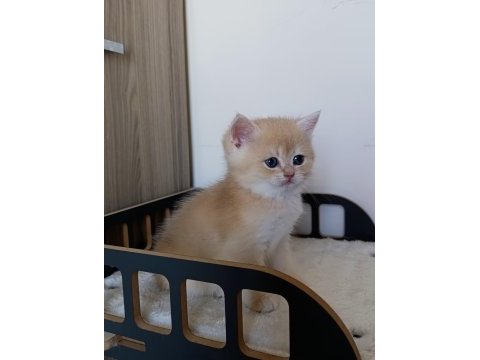 Lilac golden erkek british shorthair yavru