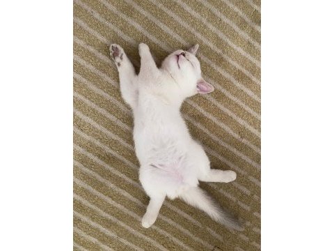 Nisan 21 2023 doğumlu harika bir erkek scottish fold