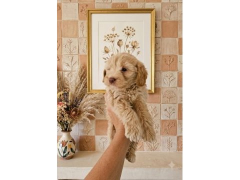 Maltipoo minikler