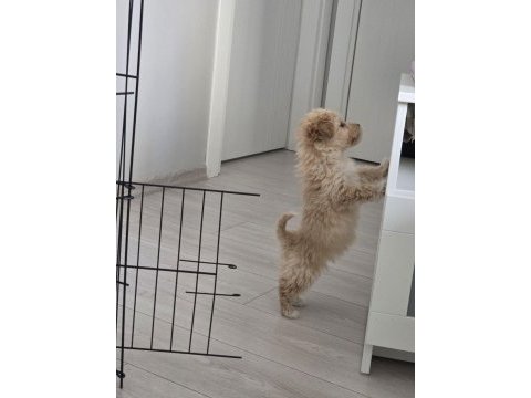 3 aylık maltipoo