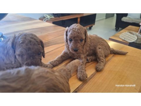 Poodle bebeklerimiz dişi erkek
