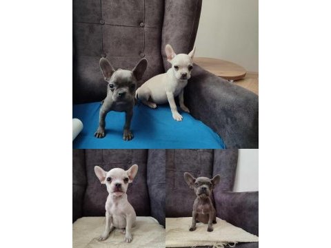 Son kalan 2 adet french bulldog bebekler