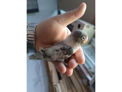 Yeni 40 günlük sultan papağanı bebekler
