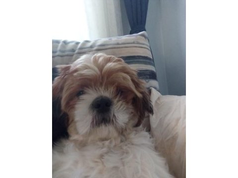 Sevimli bir dost shih tzu