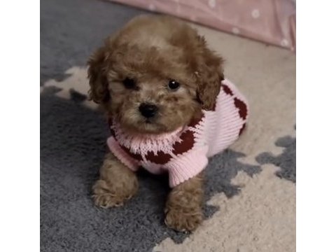 Toy poodle köpeği